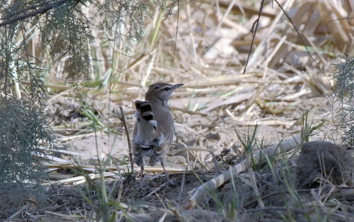 Rufous-tailed Scrub-Robin - ML624295302