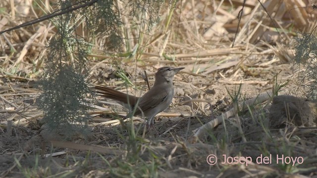 Rufous-tailed Scrub-Robin - ML624295305