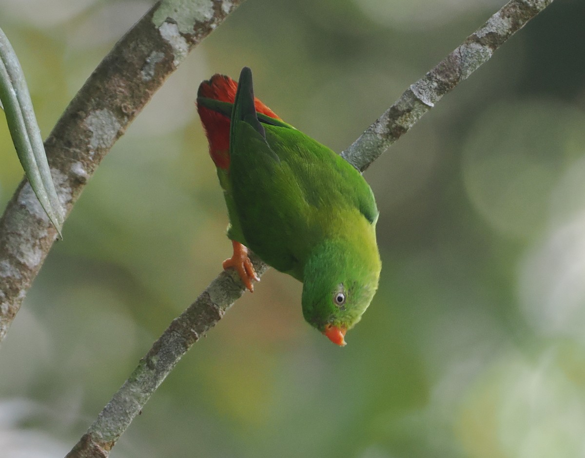 Yellow-throated Hanging-Parrot - ML624295306