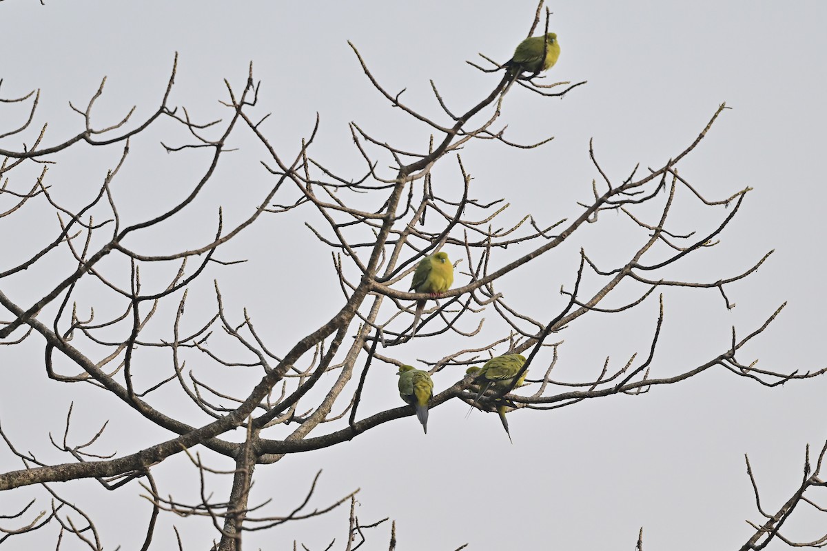 Pin-tailed Green-Pigeon - ML624295335