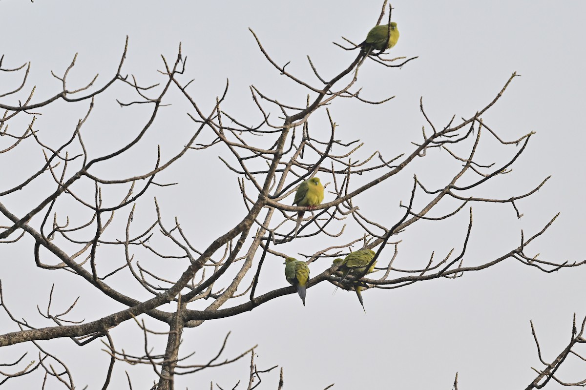 Pin-tailed Green-Pigeon - ML624295336