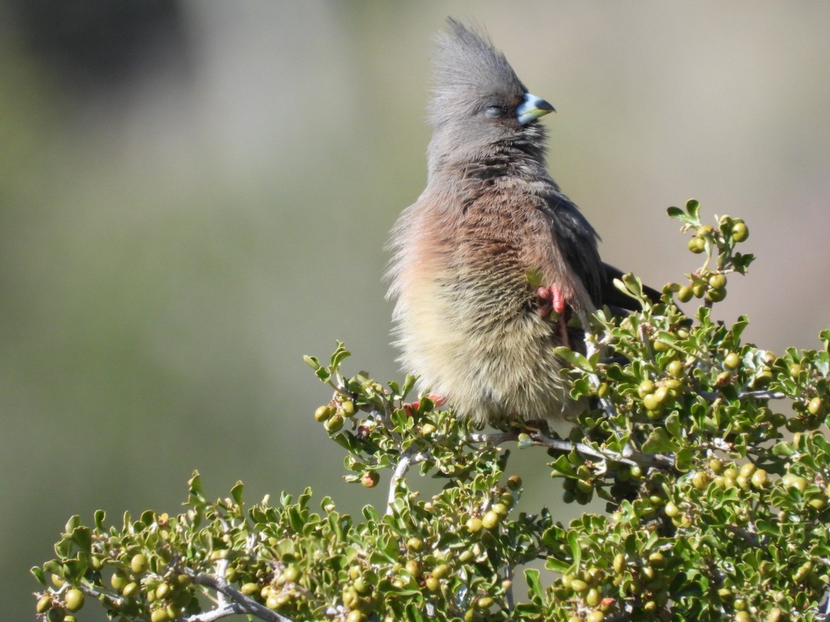 Pájaro Ratón Dorsiblanco - ML624295340