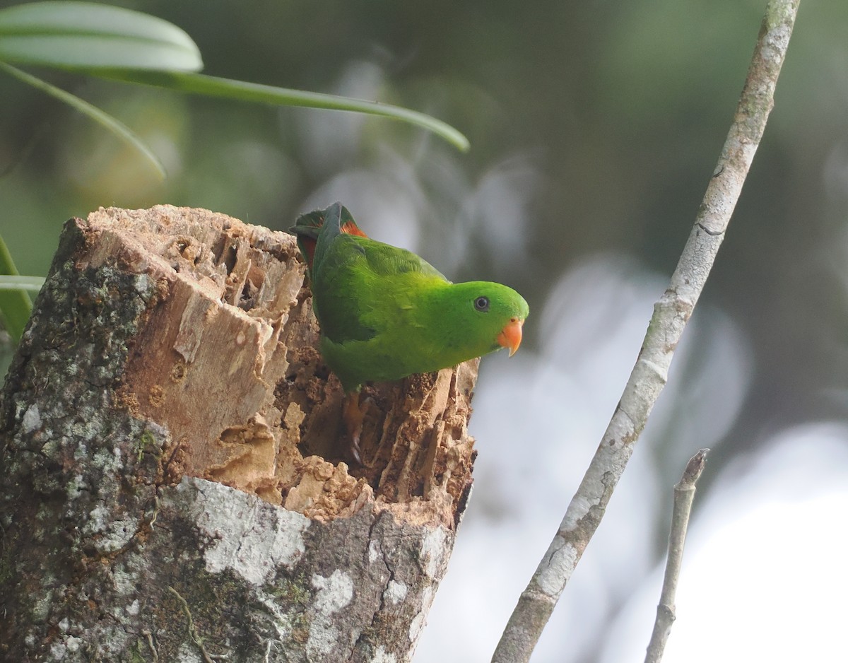 Yellow-throated Hanging-Parrot - ML624295347