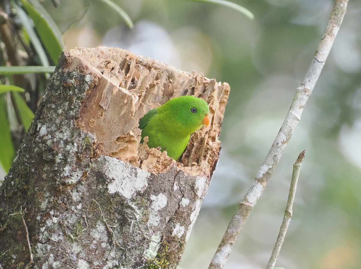 Yellow-throated Hanging-Parrot - ML624295356