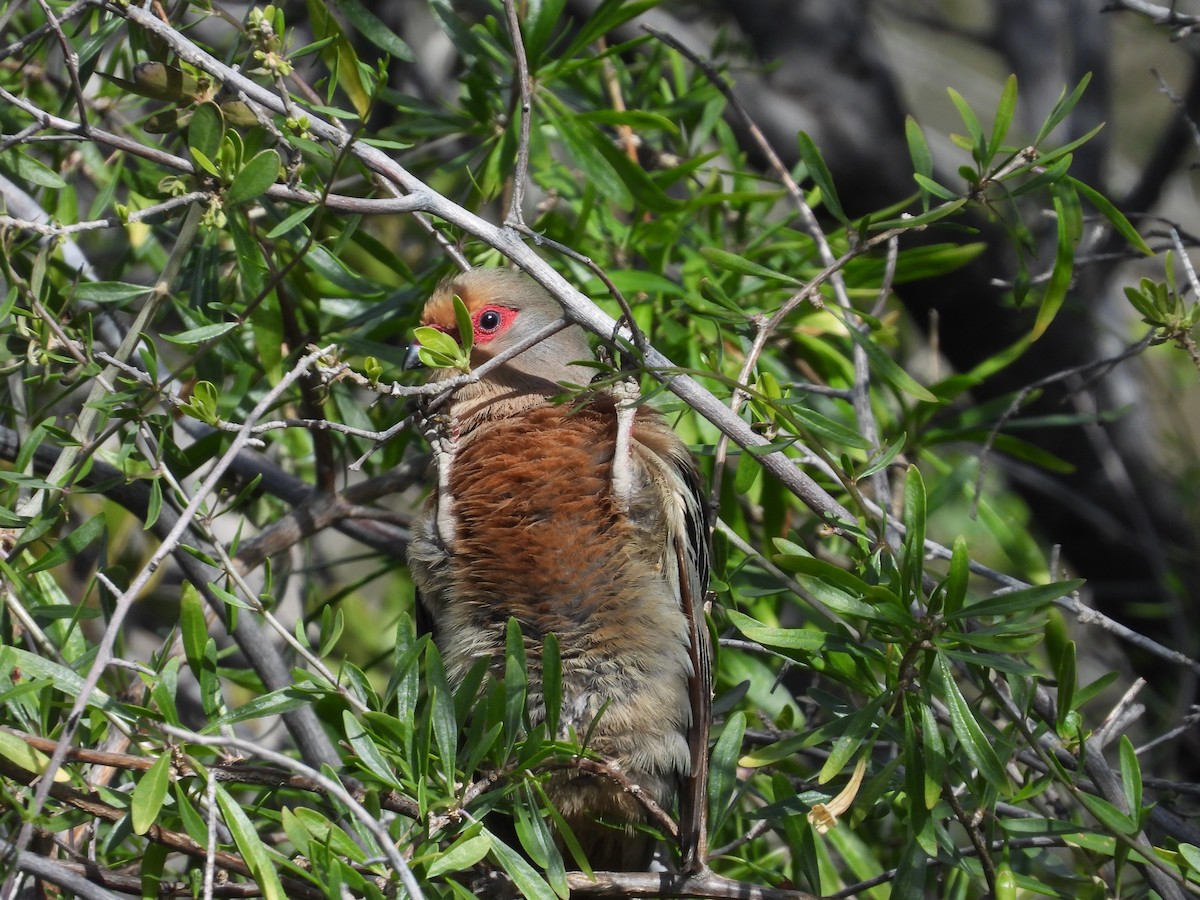 Red-faced Mousebird - ML624295374