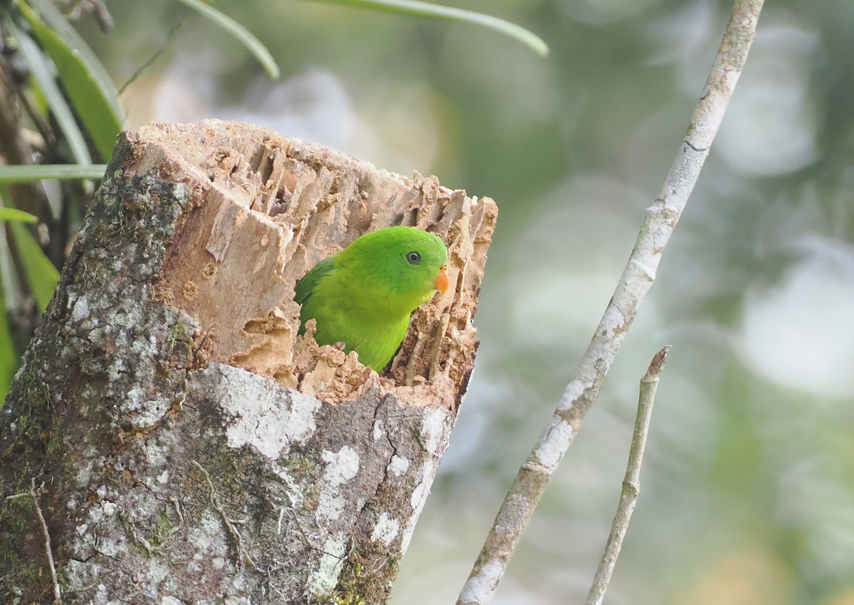 Yellow-throated Hanging-Parrot - ML624295377