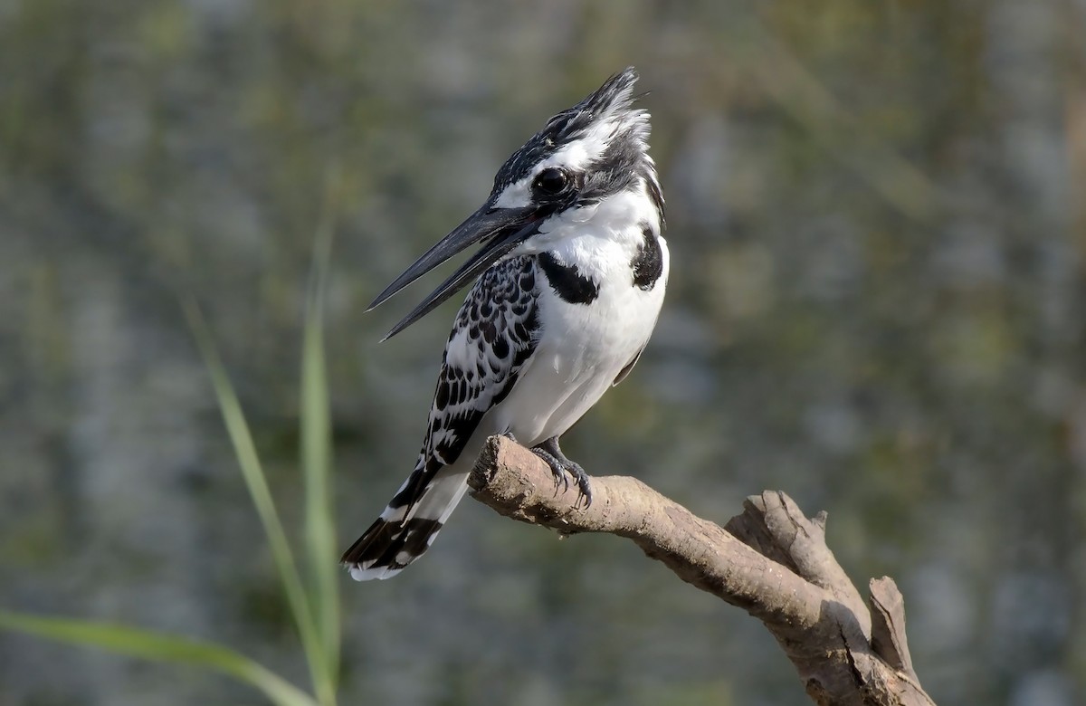 Pied Kingfisher - ML624295418