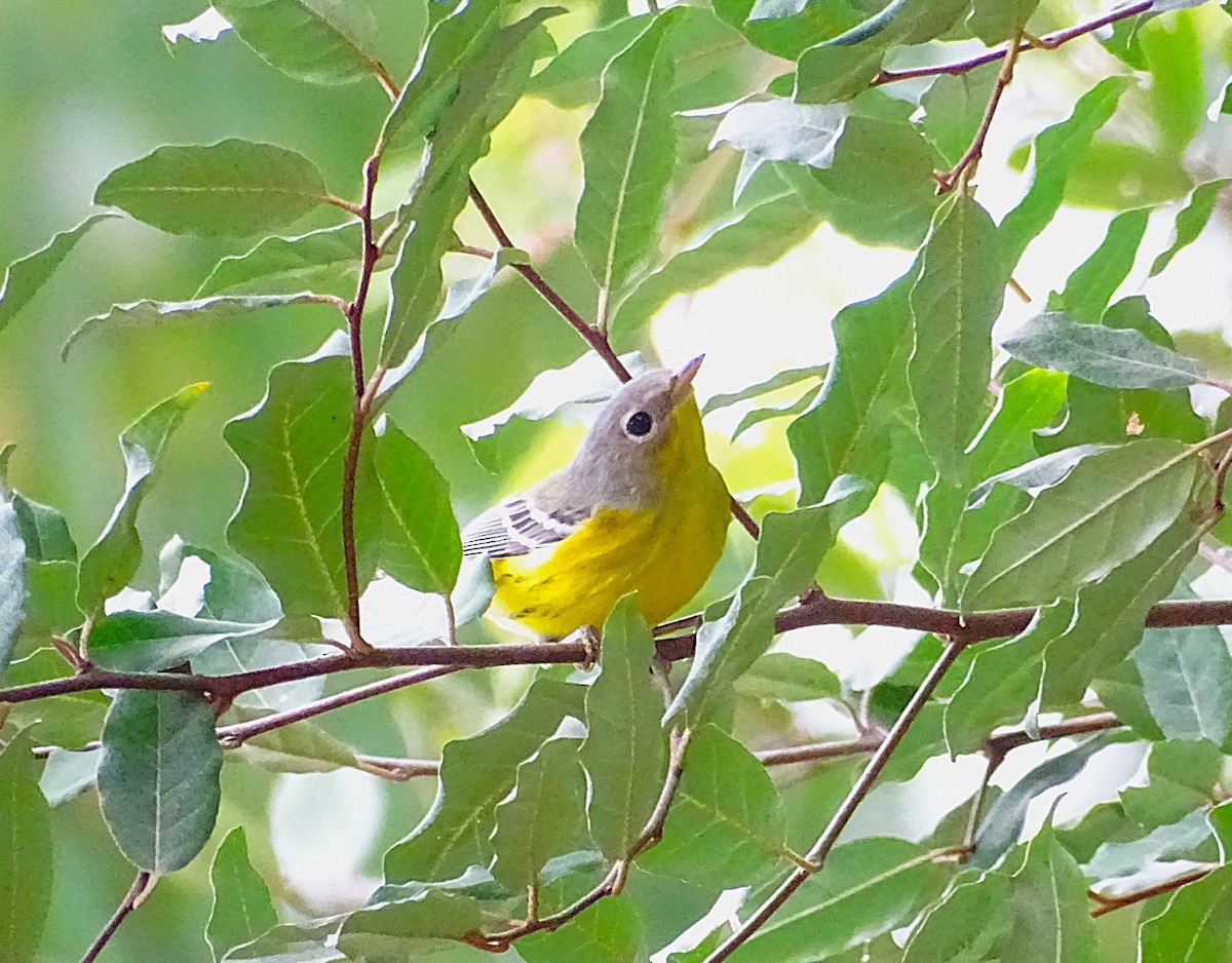 Magnolia Warbler - ML624295422