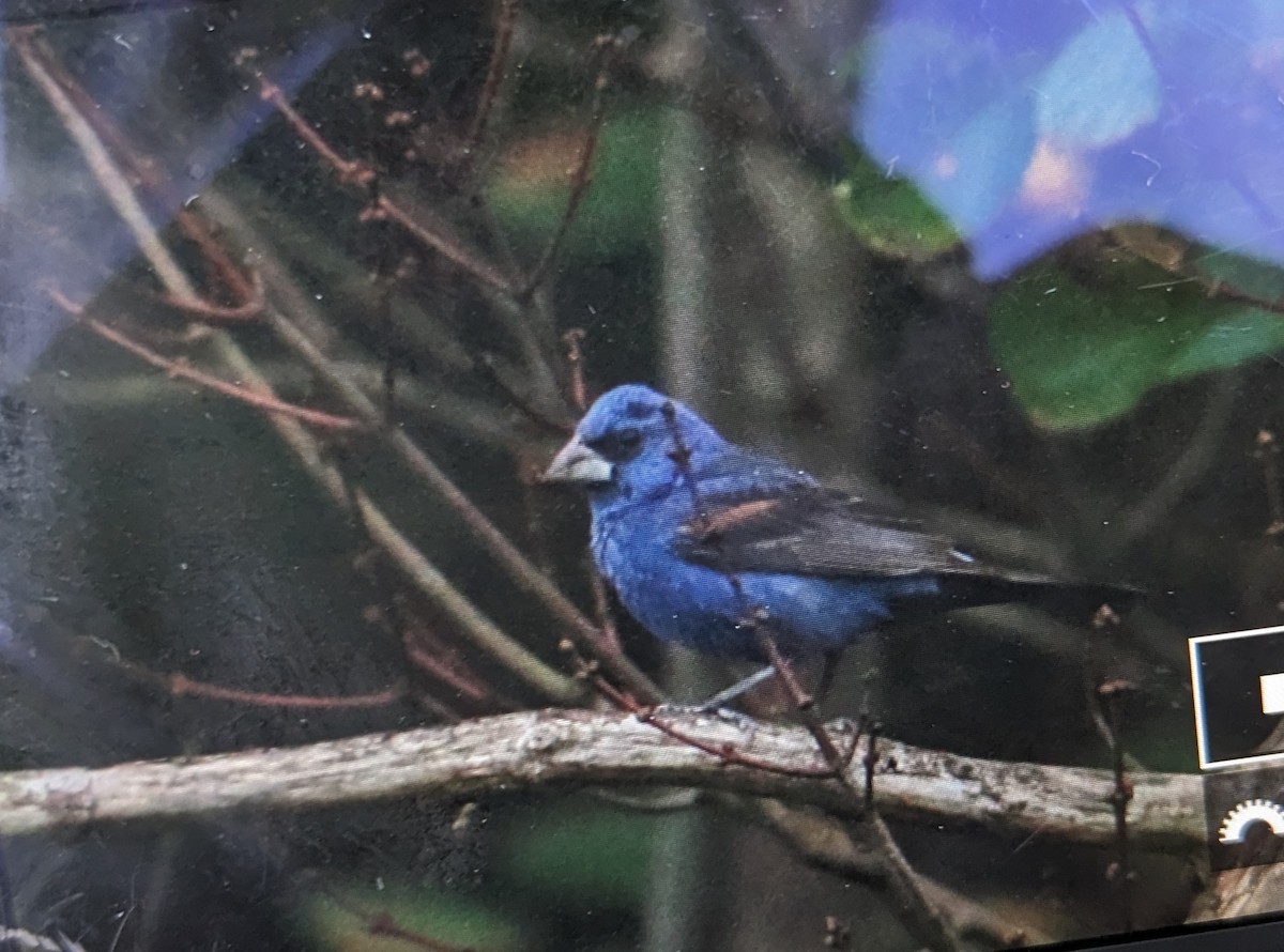 Blue Grosbeak - ML624295545