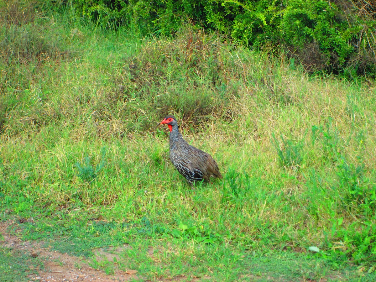 Francolin à gorge rouge - ML624295588