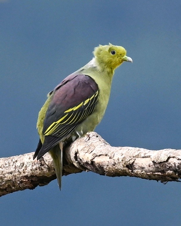 Gray-fronted Green-Pigeon - ML624295701