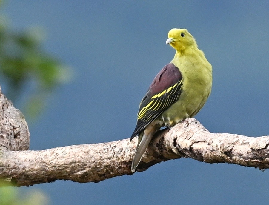 Gray-fronted Green-Pigeon - ML624295702