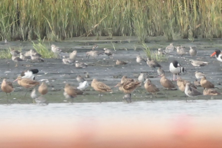 Marbled Godwit - ML624295738