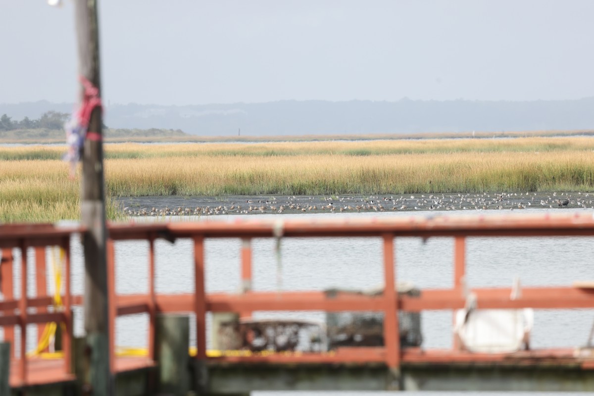 Marbled Godwit - ML624295741