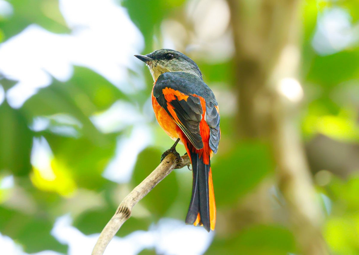 Gray-chinned Minivet - ML624295743