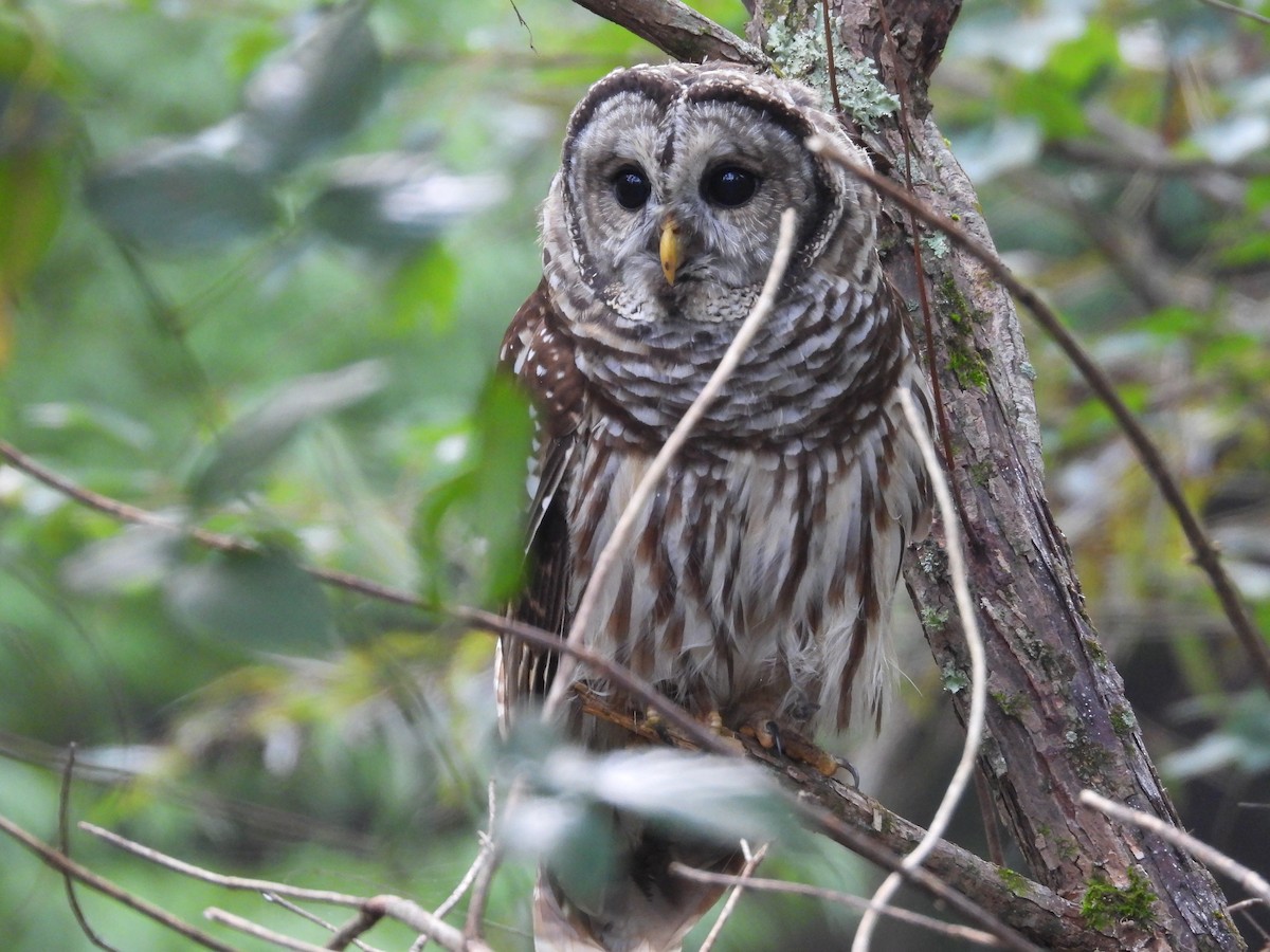 Barred Owl - ML624295824