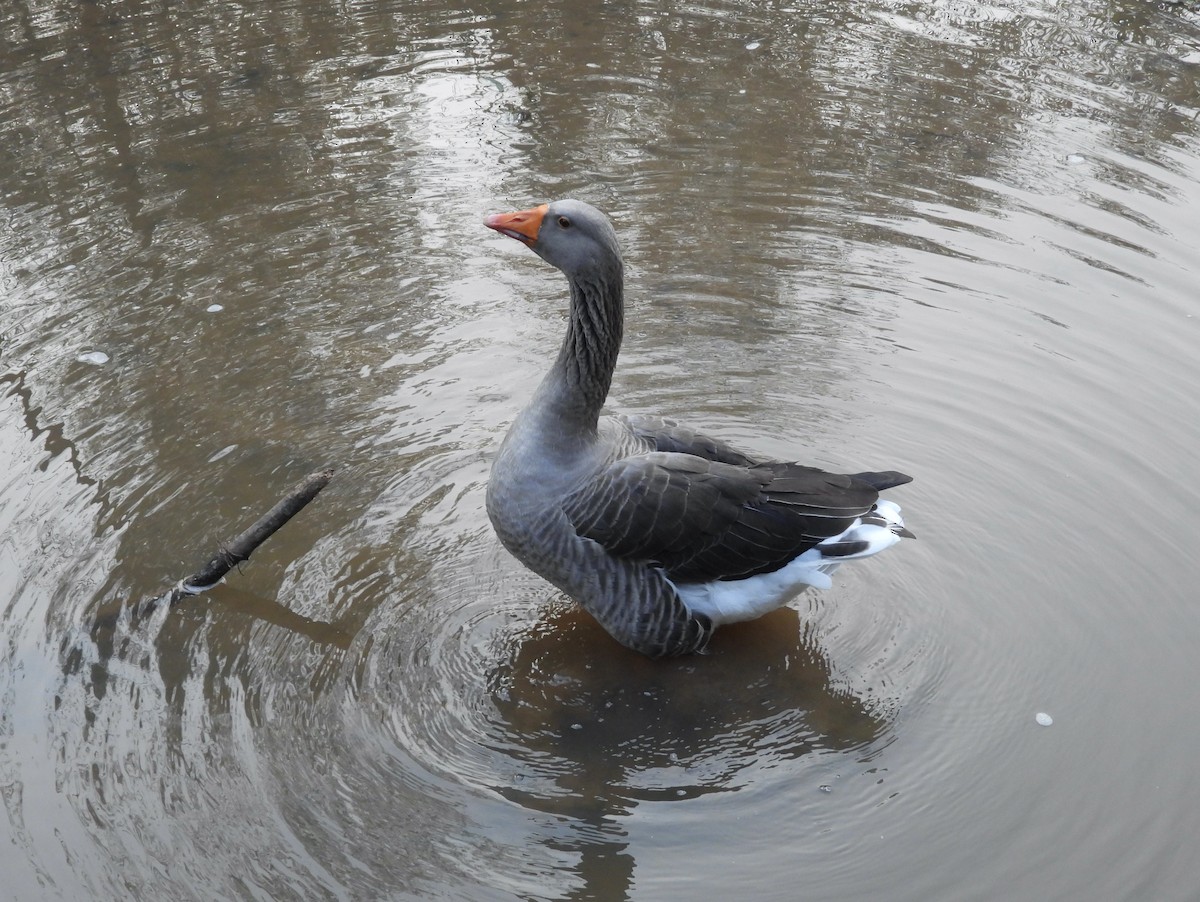 Graylag Goose (Domestic type) - ML624295907