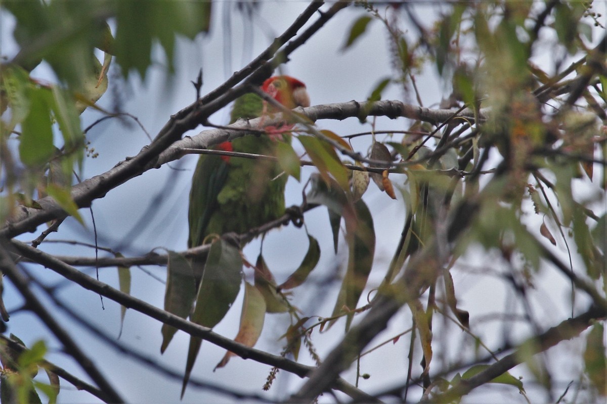 Red-masked Parakeet - ML624295946