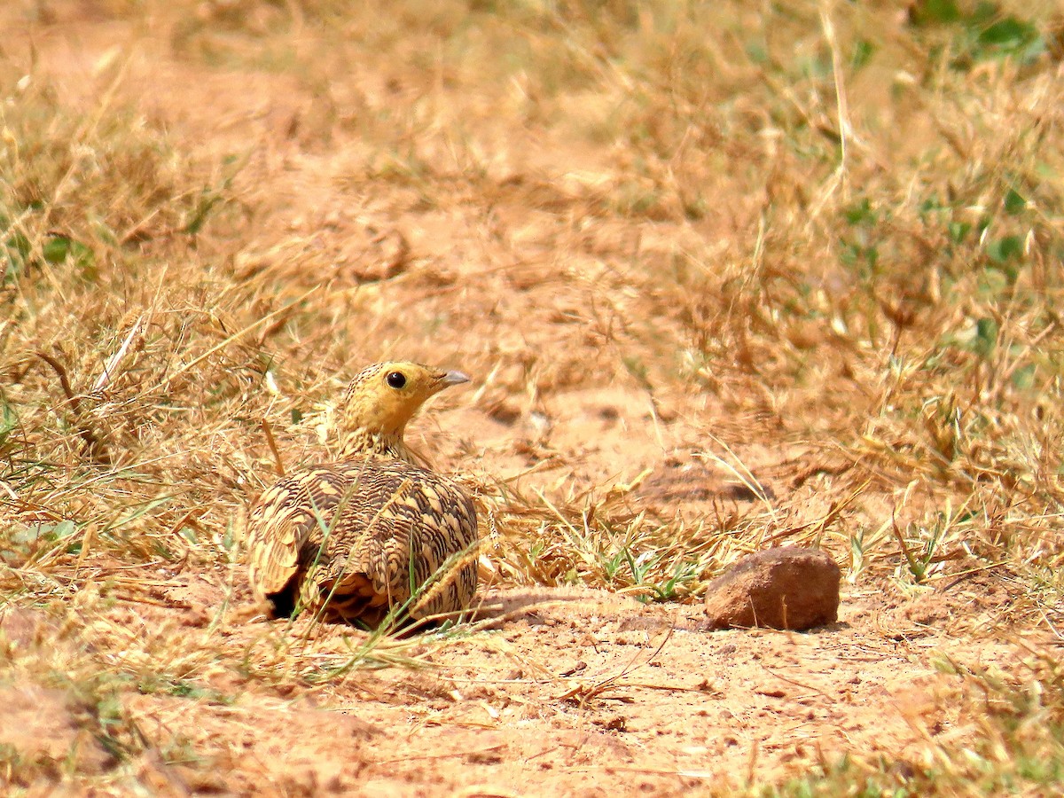 Chestnut-bellied Sandgrouse - ML624296043