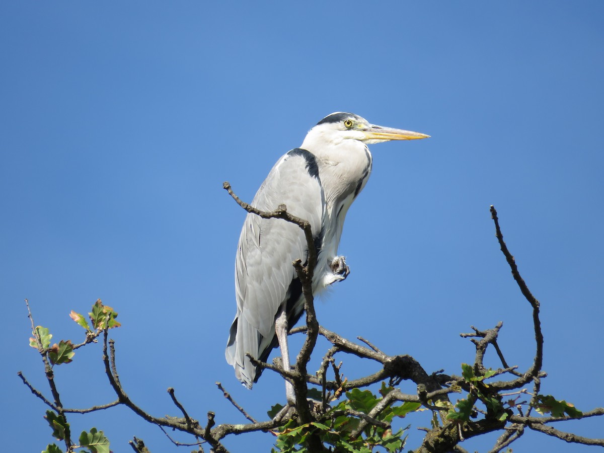 Gray Heron - ML624296188