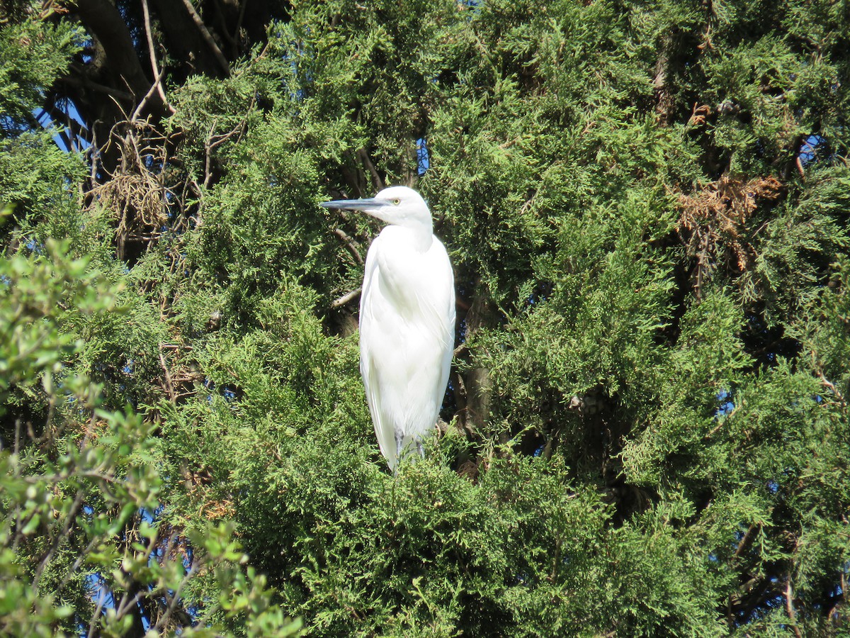 Little Egret - ML624296195