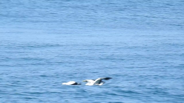 Masked Booby - ML624296214
