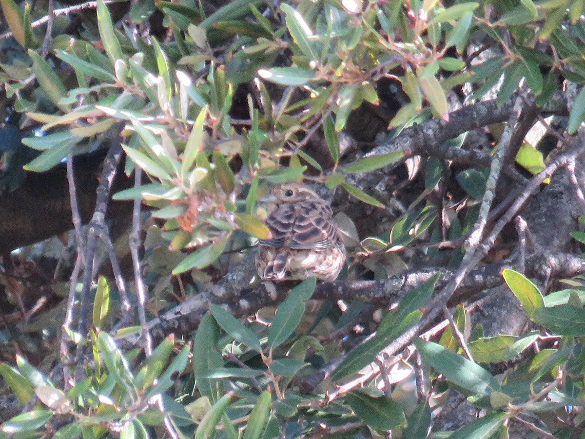Cirl Bunting - ML624296226
