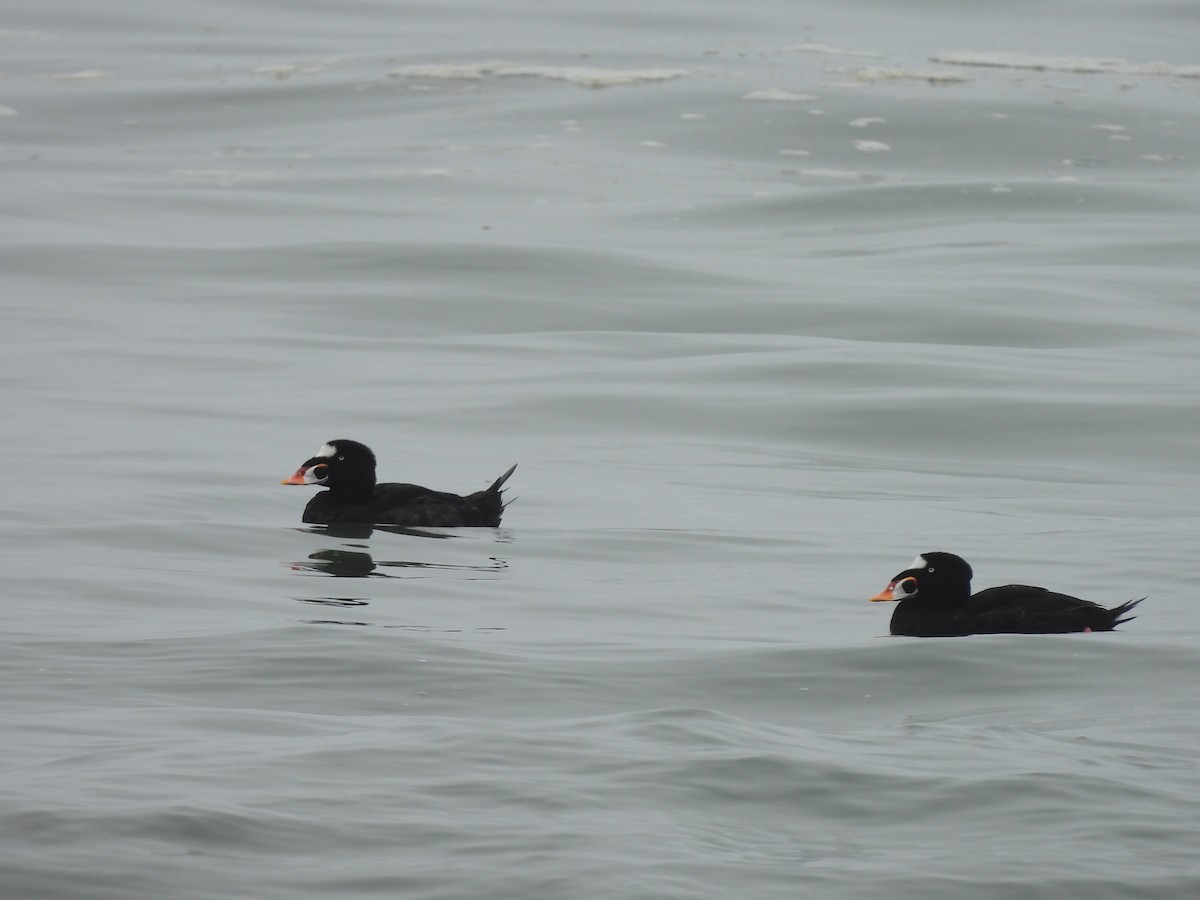 Surf Scoter - ML624296234