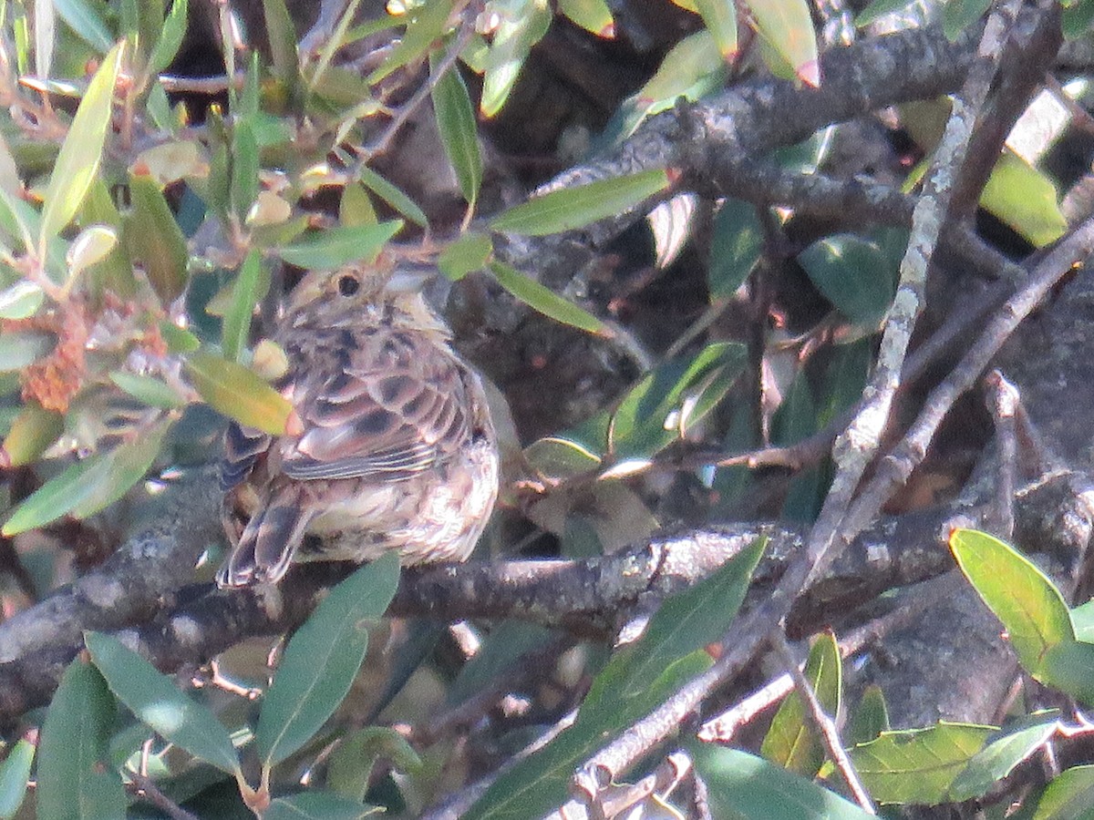 Cirl Bunting - ML624296240