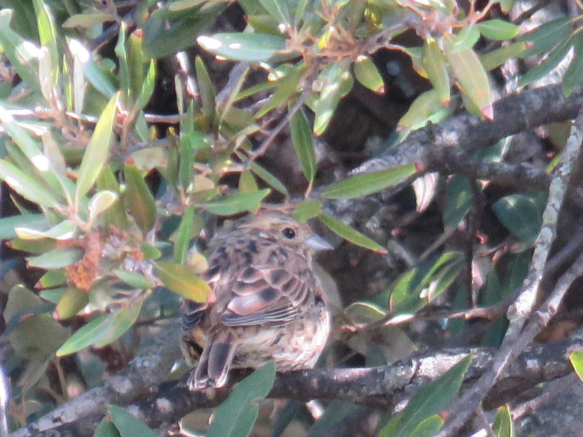 Cirl Bunting - ML624296244