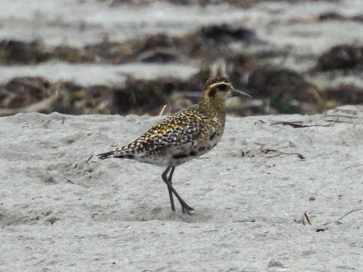 Бурокрылая ржанка - ML624296259