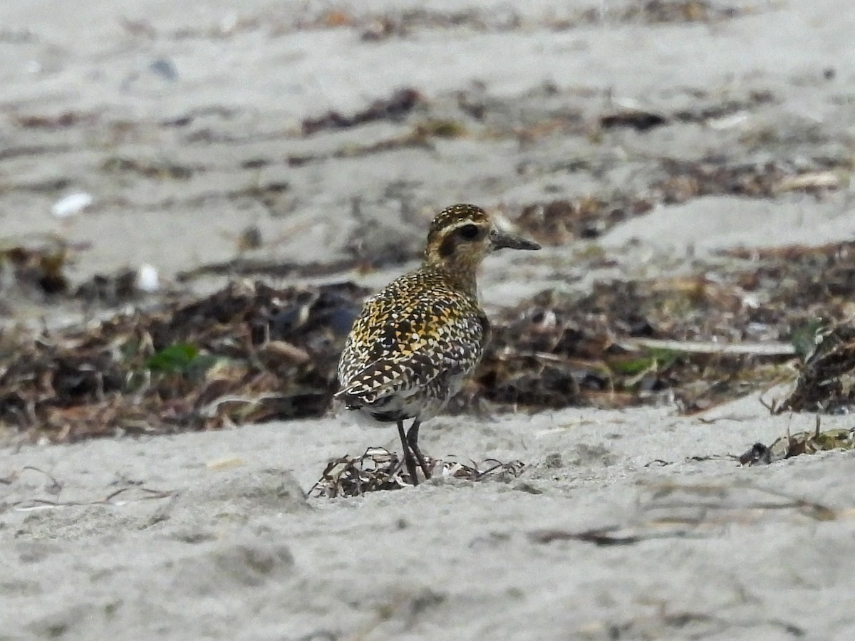 Бурокрылая ржанка - ML624296260