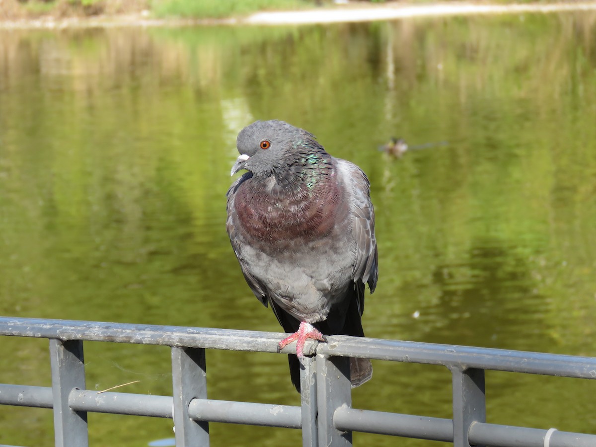 Rock Pigeon (Feral Pigeon) - ML624296270