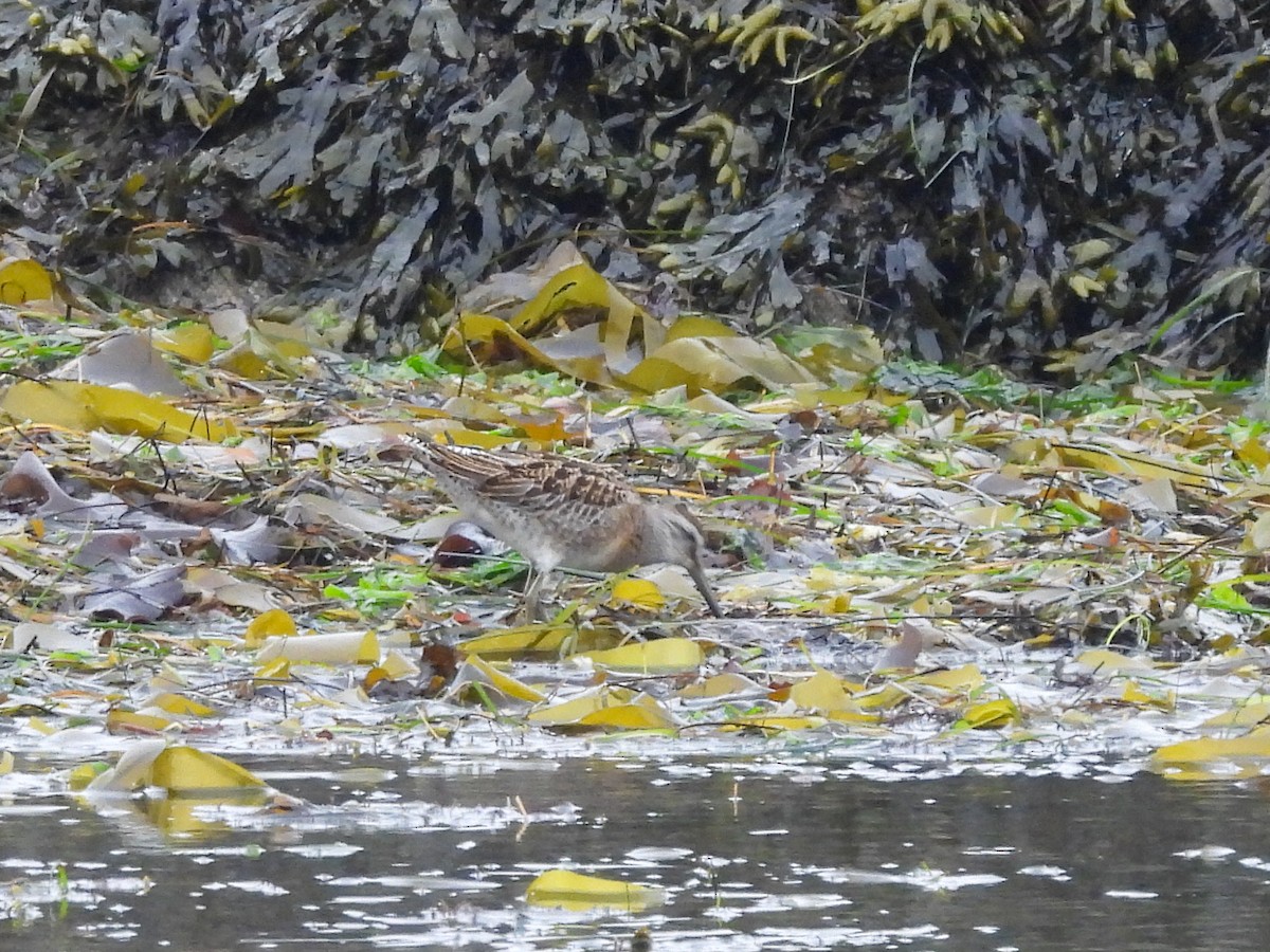 Короткоклювый бекасовидный веретенник - ML624296271