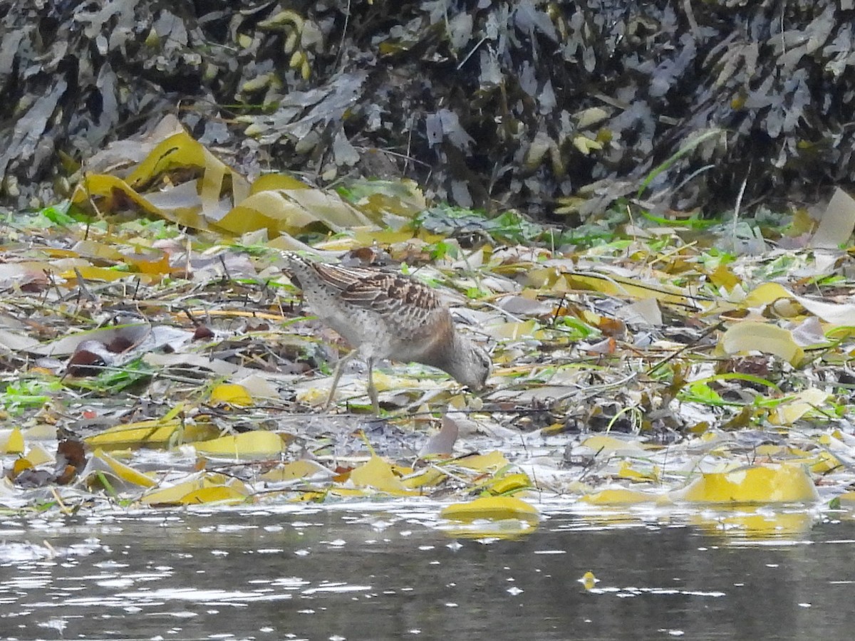 Короткоклювый бекасовидный веретенник - ML624296272