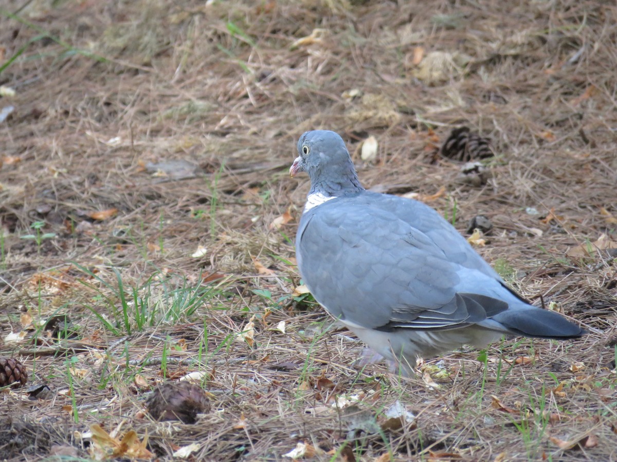 Common Wood-Pigeon - ML624296279