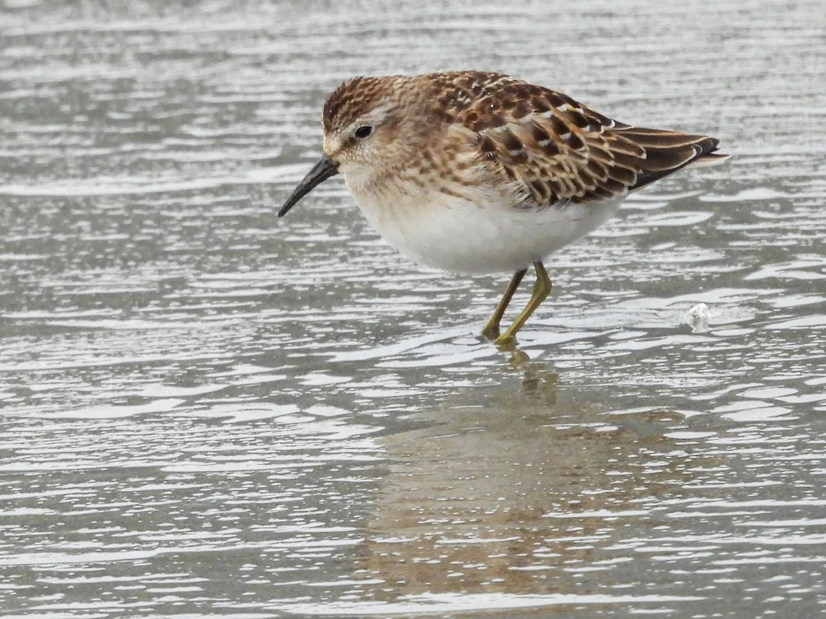 Песочник-крошка - ML624296280