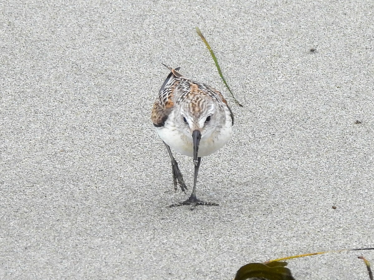 Перепончатопалый песочник - ML624296300