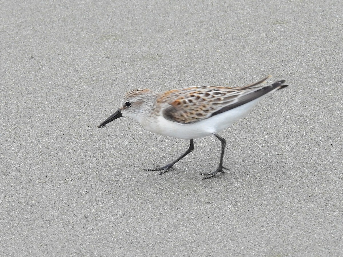 Перепончатопалый песочник - ML624296301