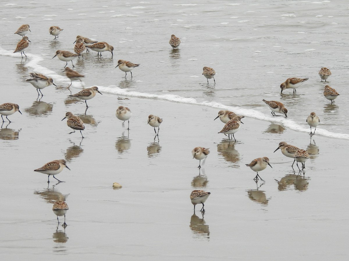 Перепончатопалый песочник - ML624296303
