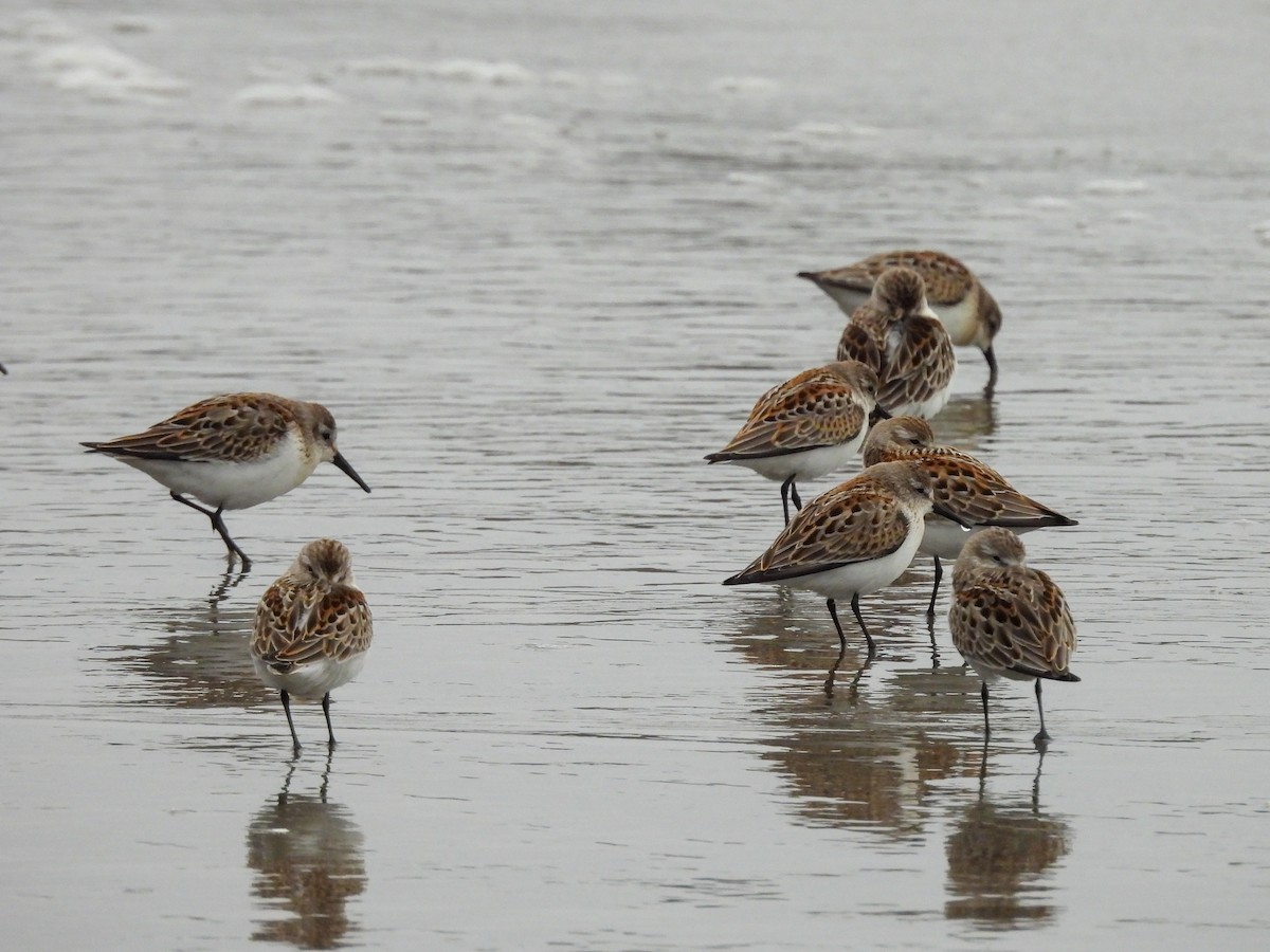 Перепончатопалый песочник - ML624296304