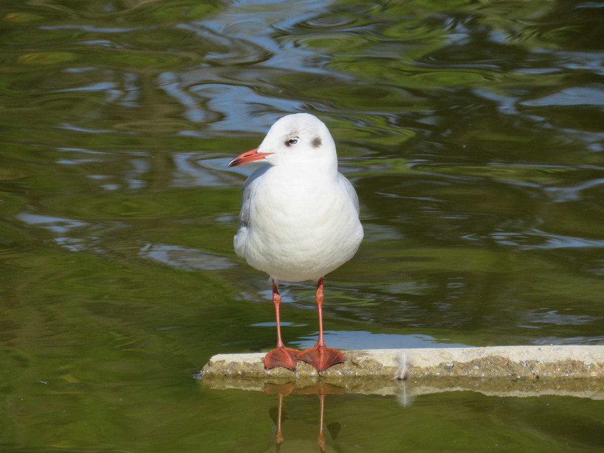 Black-headed Gull - ML624296315
