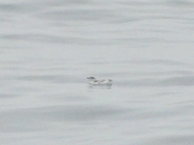 Пёстрый пыжик - ML624296316