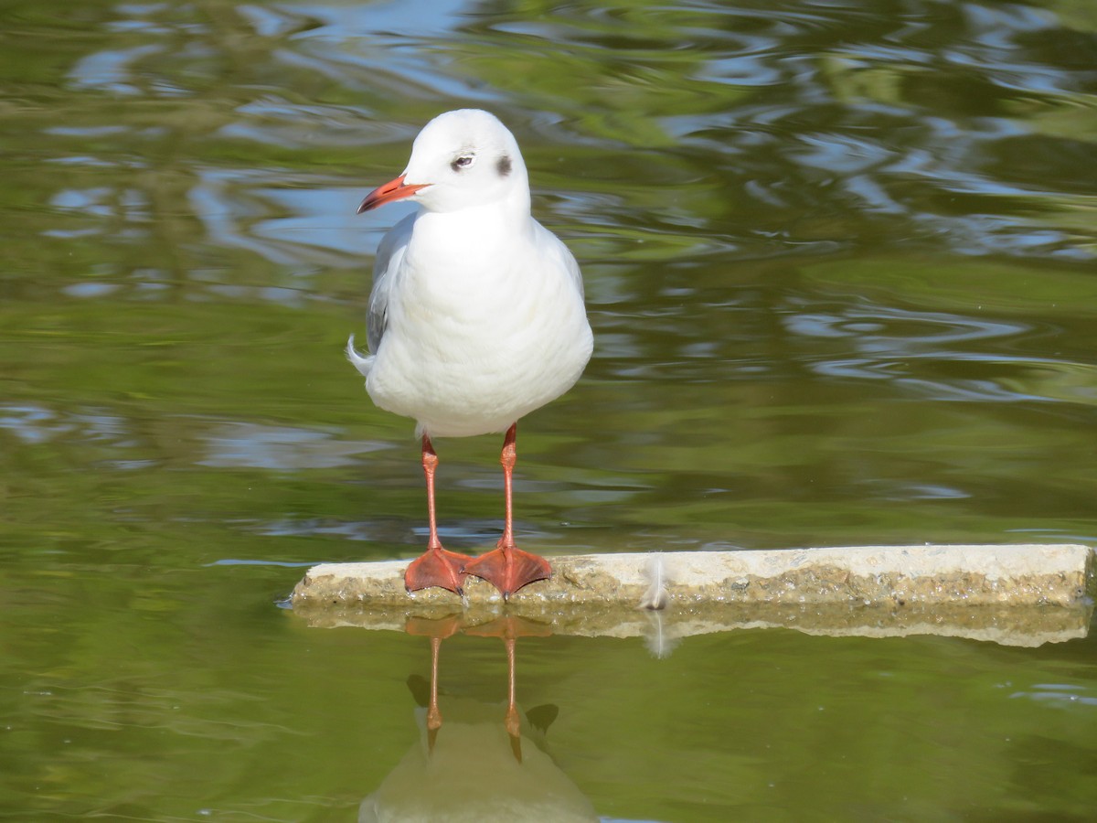 Black-headed Gull - ML624296319