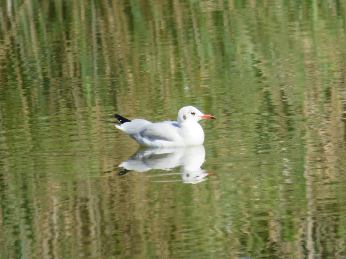 Black-headed Gull - ML624296325