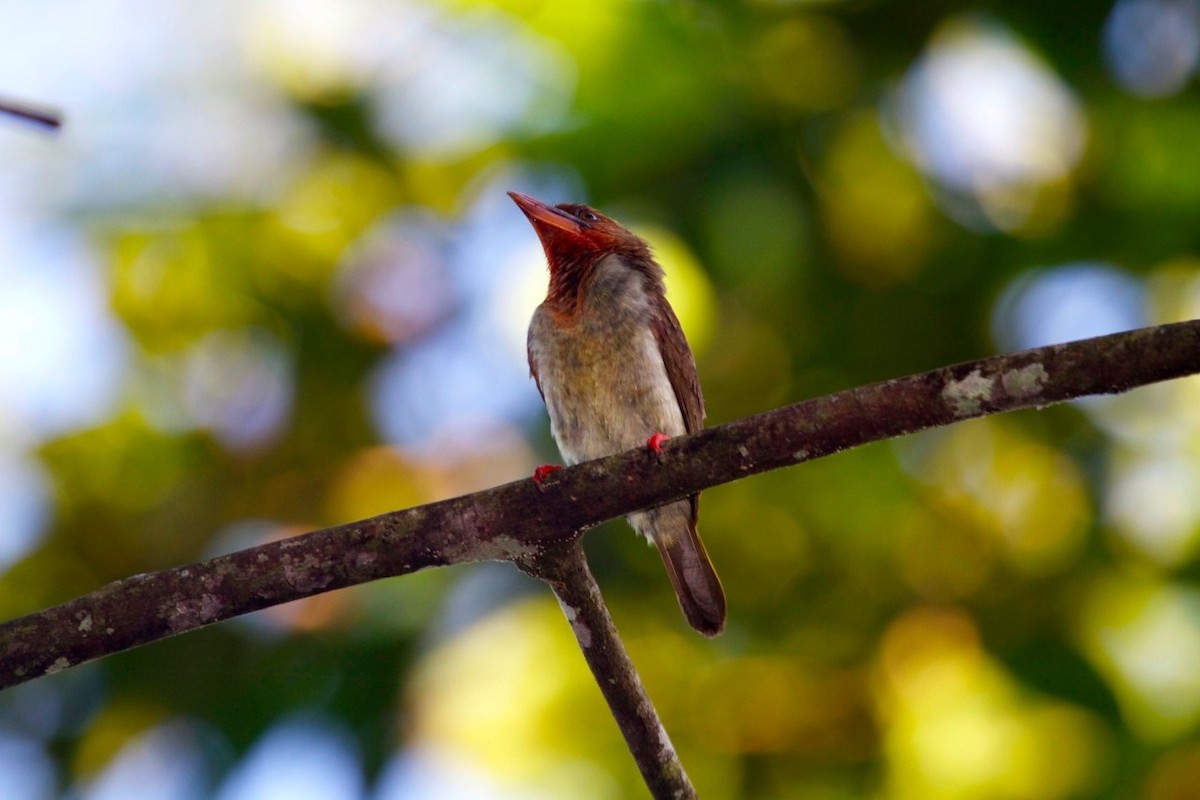 Brown Barbet - ML624296361