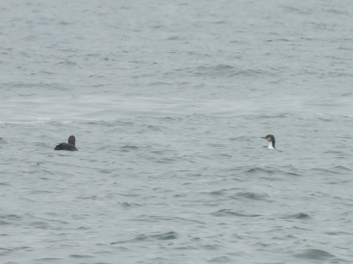 Белошейная гагара - ML624296365