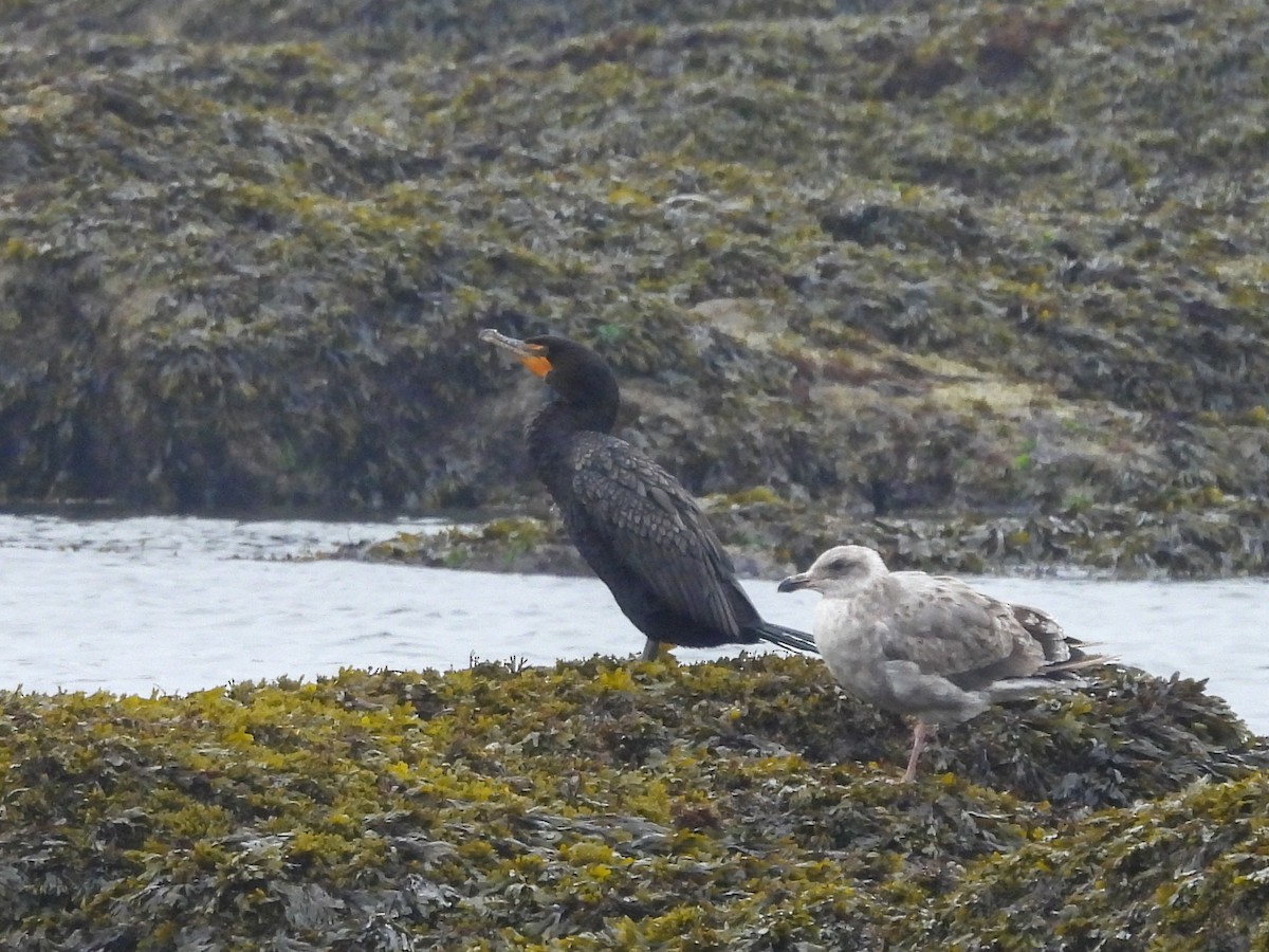 Ушастый баклан - ML624296375