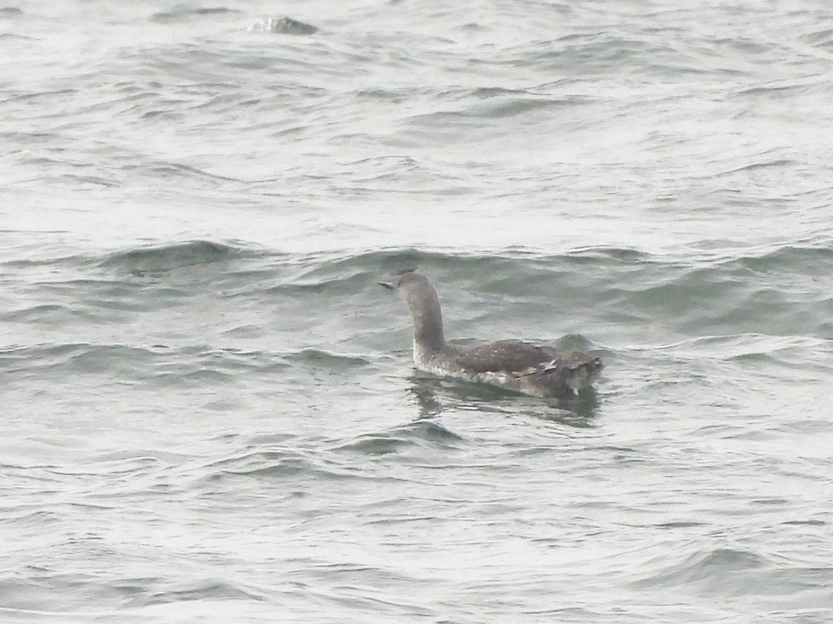 Краснозобая гагара - ML624296475