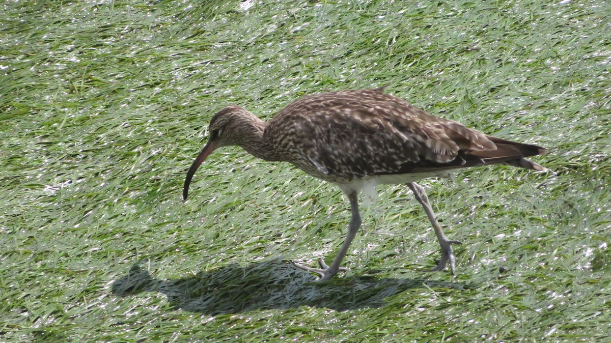 Whimbrel - ML624296557